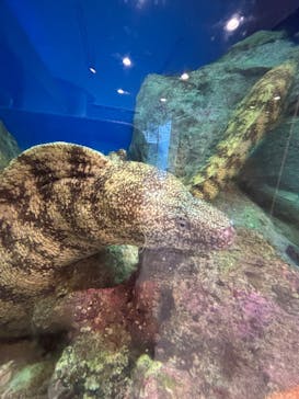 九十九島パールシーリゾートに投稿された画像（2025/10/17）