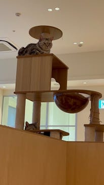 Cat Café MOFF 名古屋PARCO店に投稿された画像（2025/10/17）