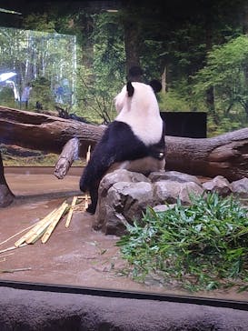 恩賜上野動物園に投稿された画像（2025/10/17）