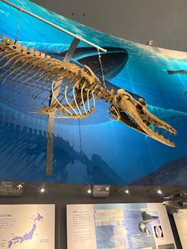 福井県立恐竜博物館に投稿された画像（2025/10/17）