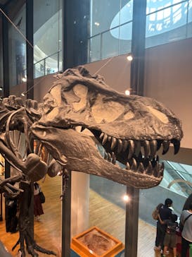 福井県立恐竜博物館に投稿された画像（2025/10/17）