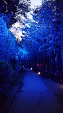 ニジゲンノモリに投稿された画像（2025/10/17）