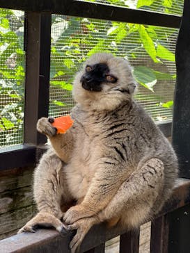 ANIMAL WONDER REZOURT 市原ぞうの国・サユリワールドに投稿された画像（2025/10/17）