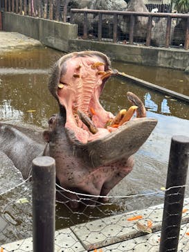 ANIMAL WONDER REZOURT 市原ぞうの国・サユリワールドに投稿された画像（2025/10/17）