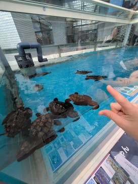 名古屋港水族館に投稿された画像（2025/10/17）