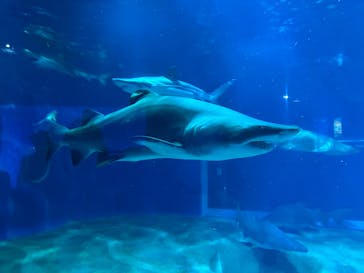 アクアワールド茨城県大洗水族館に投稿された画像（2025/10/18）