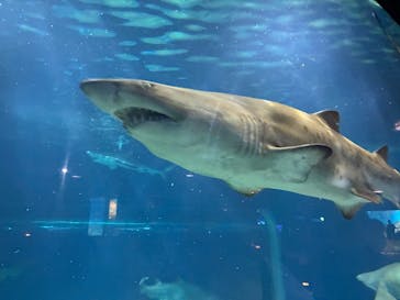 アクアワールド茨城県大洗水族館に投稿された画像（2025/10/18）