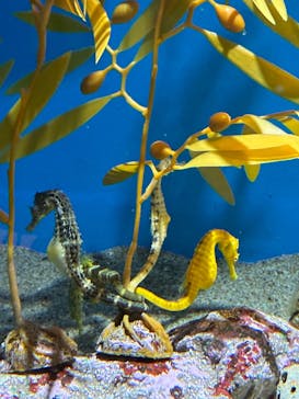 アクアワールド茨城県大洗水族館に投稿された画像（2025/10/18）