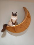 Cat Café MOFF 静岡PARCO店に投稿された画像（2025/10/18）