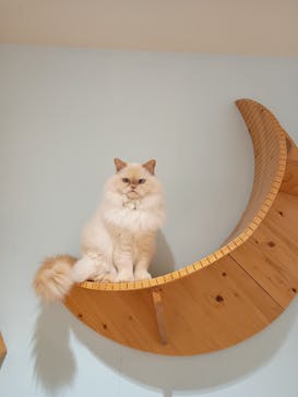 Cat Café MOFF 静岡PARCO店に投稿された画像（2025/10/18）