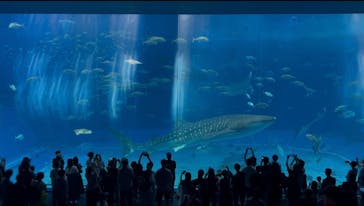 沖縄美ら海水族館に投稿された画像（2025/10/18）