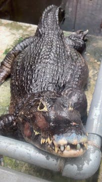 熱川バナナワニ園に投稿された画像（2025/10/18）