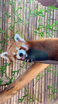 熱川バナナワニ園に投稿された画像（2025/10/18）