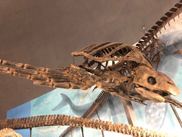 福井県立恐竜博物館に投稿された画像（2025/10/18）