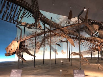 福井県立恐竜博物館に投稿された画像（2025/10/18）