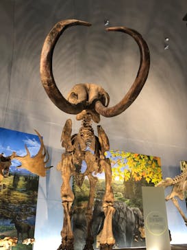 福井県立恐竜博物館に投稿された画像（2025/10/18）