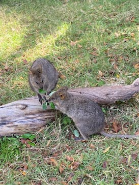 こども動物自然公園（埼玉県公園緑地協会）に投稿された画像（2025/10/18）