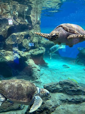 名古屋港水族館に投稿された画像（2025/10/18）