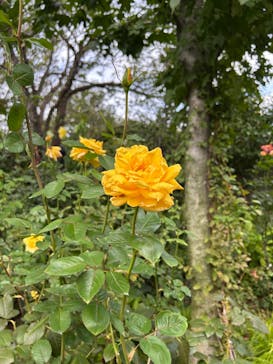 横浜イングリッシュガーデンに投稿された画像（2025/10/18）