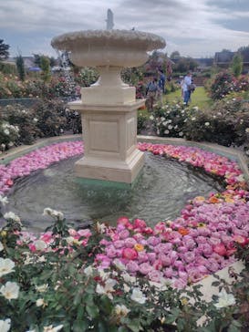 京成バラ園に投稿された画像（2025/10/18）