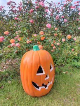 京成バラ園に投稿された画像（2025/10/18）