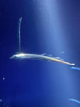 サンシャイン水族館に投稿された画像（2025/10/18）