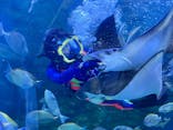 しながわ水族館に投稿された画像（2025/10/18）