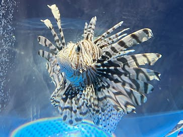 しながわ水族館に投稿された画像（2025/10/18）
