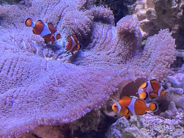 しながわ水族館に投稿された画像（2025/10/18）
