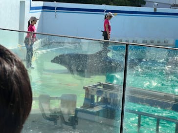 しながわ水族館に投稿された画像（2025/10/18）
