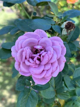 京成バラ園に投稿された画像（2025/10/18）