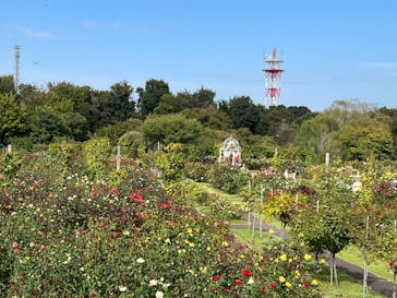 京成バラ園に投稿された画像（2025/10/18）