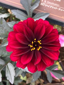 京成バラ園に投稿された画像（2025/10/18）