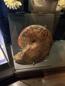 国立科学博物館に投稿された画像（2025/10/18）