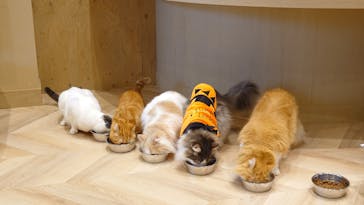 猫カフェモカ イオンモール岡山店に投稿された画像（2025/10/18）