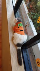 猫カフェモカ イオンモール岡山店に投稿された画像（2025/10/18）