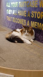 猫カフェモカ イオンモール岡山店に投稿された画像（2025/10/18）