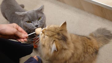 猫カフェモカ イオンモール岡山店に投稿された画像（2025/10/18）