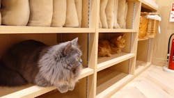 猫カフェモカ イオンモール岡山店に投稿された画像（2025/10/18）