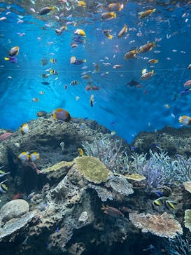 アクアワールド茨城県大洗水族館に投稿された画像（2025/10/18）