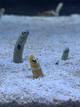 すみだ水族館に投稿された画像（2025/10/18）