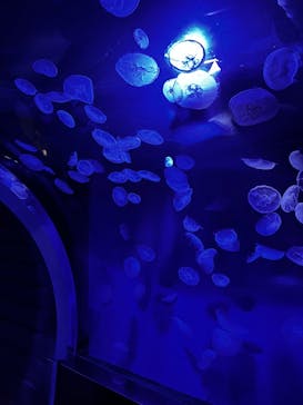 サンシャイン水族館に投稿された画像（2025/10/18）