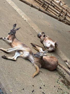 多摩動物公園に投稿された画像（2025/10/18）