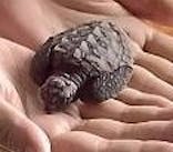 串本海中公園水族館に投稿された画像（2025/10/18）