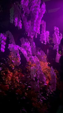 京都府立植物園　LIGHT CYCLES KYOTOに投稿された画像（2025/10/18）