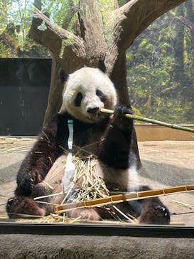 恩賜上野動物園に投稿された画像（2025/10/18）