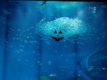 アクアワールド茨城県大洗水族館に投稿された画像（2025/10/18）