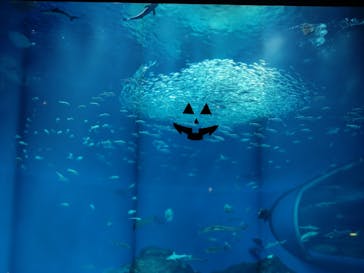 アクアワールド茨城県大洗水族館に投稿された画像（2025/10/18）