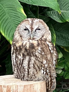 掛川花鳥園に投稿された画像（2025/10/18）