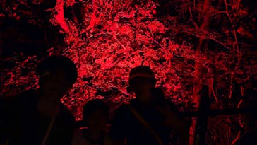 ニジゲンノモリに投稿された画像（2025/10/18）